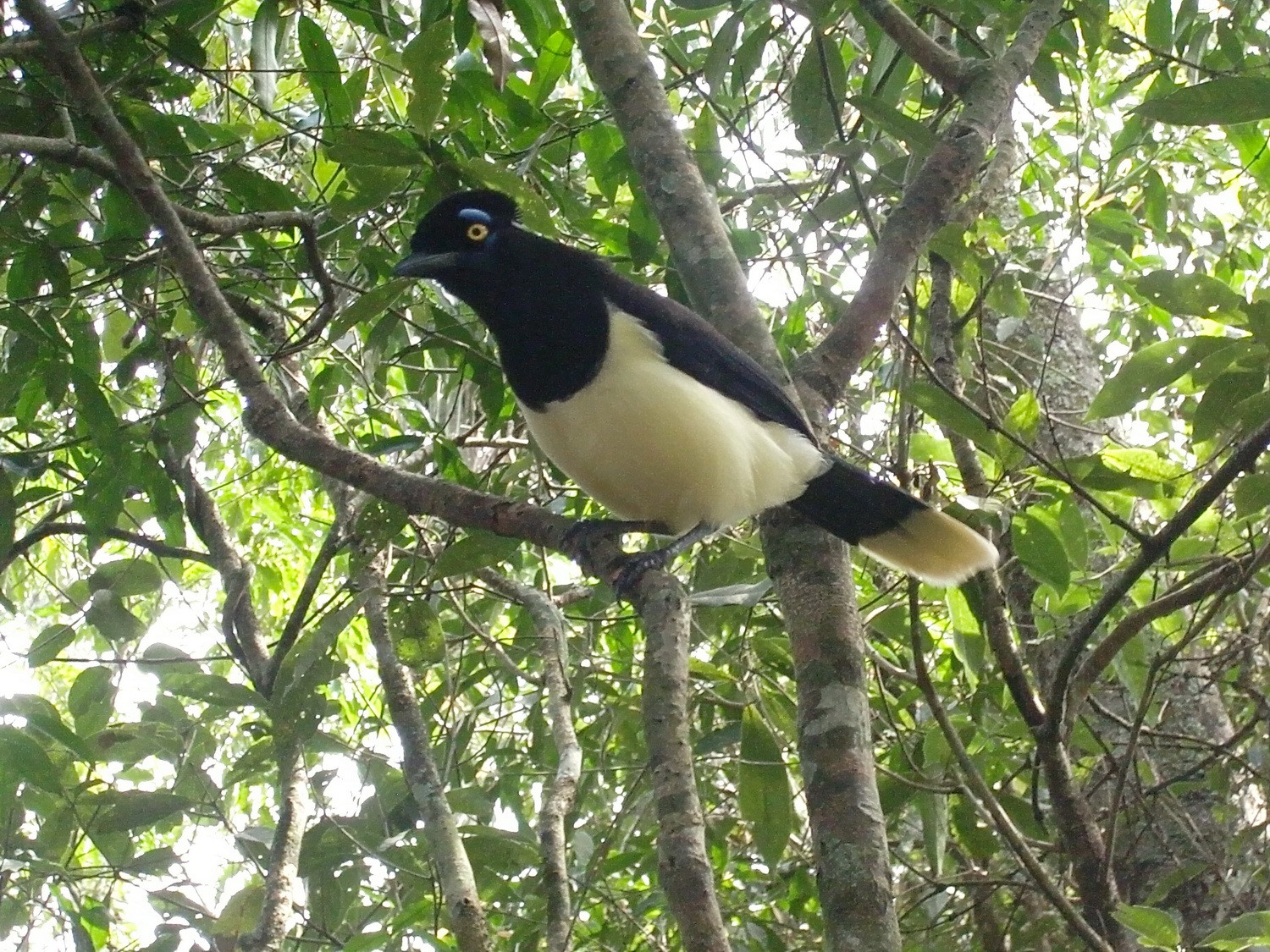Marvelous bird in the Iguazu National park